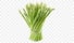 asparagus.jpg]